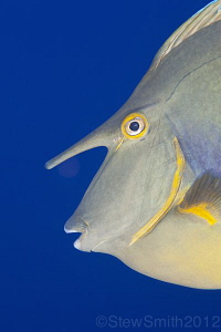 Unicornfish portrait by Stew Smith 